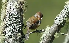 Actinodura morrisoniana