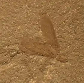 M. bertrani fossil alate in Cosmocaixa, Barcelona.