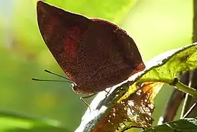 Vista inferior de F. ryphea; borboleta-rubi ou finge-folha.