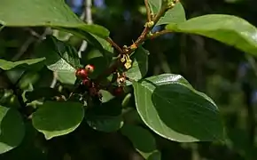 Frangula alnus.