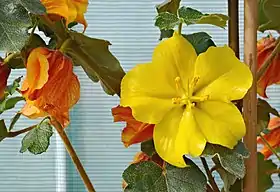 Fremontodendron californicum