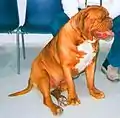 Dogue de bordeaux. Máscara marrom