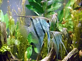 Pterophyllum scalare.