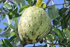 Araticun, fruto do araticunzeiro