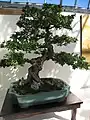 Bonsai de 70 anos.