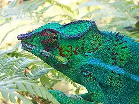 Furcifer pardalis