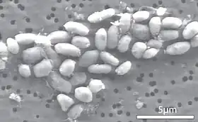 Células da bactéria GFAJ-1 cultivadas em arsénio.