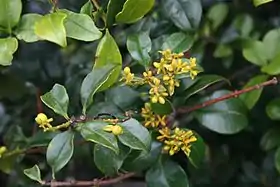 Gaiadendron punctatum