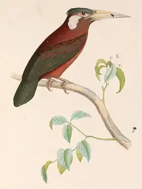 Galbalcyrhynchus leucotis