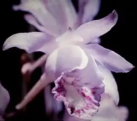 Galeandra styllomisantha