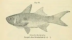 Catálogo de peixes de água doce de África, British Museum, 1916