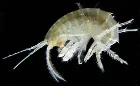Gammarus roeselii(Gammaroidea: Gammaridae)