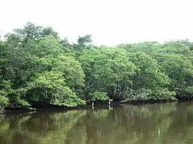 Manguezal no Espírito Santo.