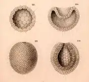 Gastraea. Imagem que mostra parte do conceito da gastraea de Haeckel.