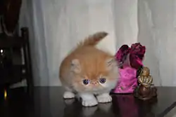 Exemplo Standard de um Gato Persa Bebé