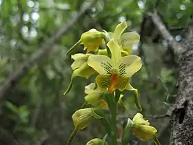 Gavilea odoratissima