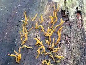 Calocera cornea