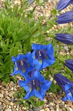 Gentiana acaulis (Gentianaceae, Gentianidae).
