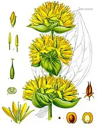 Gentiana lutea L.
