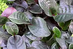 G. ciliatus no Jardim Botânico dos Estados Unidos