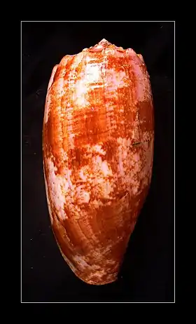 Concha de Conus geographus Linnaeus, 1758, encontrada em águas rasas do Indo-Pacífico e sendo a espécie mais associada a mortes humanas por envenenamento.