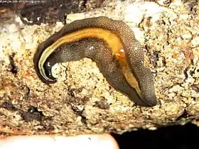 Geoplana burmeisteri, espécie de planária brasileira do Rio de Janeiro.