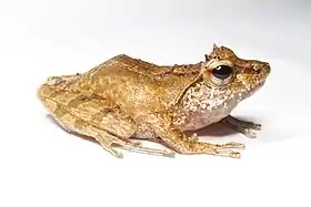 Gephyromantis tschenki