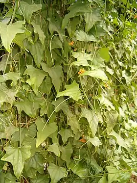 Gerrardanthus macrorhizus