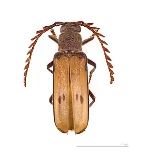 Gigantotrichoderes conicicollis