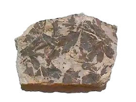 Folhas de Gingko do Jurássico