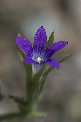 Githopsis specularioides