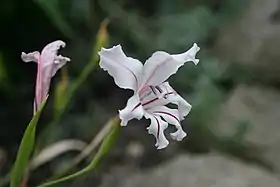 Antholyza spicata Mill.