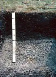 Gleissolo Melânico (Sistema Brasileiro de Classificação de Solos, 2018)