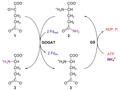 Glutamina oxoglutarato aminotransferase e glutamina sintetase