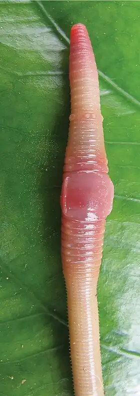 Glyphidrilus chiangraiensis