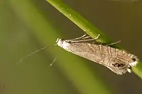 Glyphipterix thrasonella