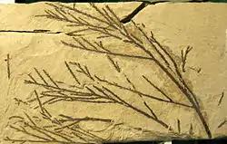 Folhagem fossilizada de Glyptostrobus  (49 milhões de anos, estado de Washington, EUA).