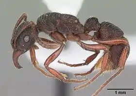 Gnamptogenys triangularis