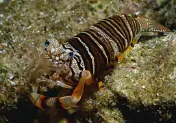 Gnathophyllum americanum, um Palaemonidae