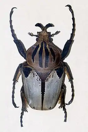 Goliathus cacicus
