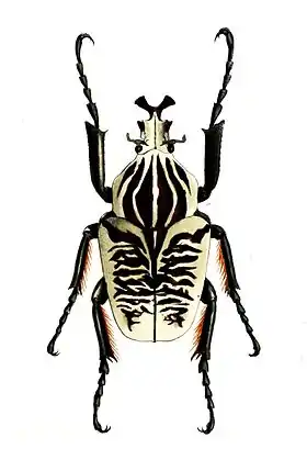 Goliathus albosignatus