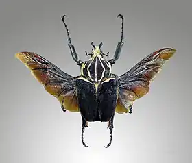 Goliathus goliatus