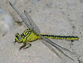 Stylurus flavipes (Fêmea)