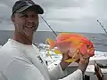 Anthias-gigante ou Canário-do-mar-de-Natal (Meganthias natalensis)