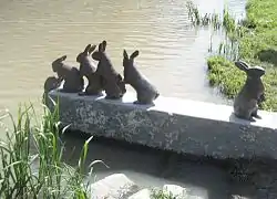 Rabbit crossing(Travessia dos coelhos)Eva Fornåå, 2005Canal de Gota, Söderköping