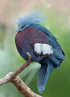 Goura scheepmakeri sclateri