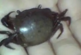 Goyazana rotundicauda (Acre, Brasil).