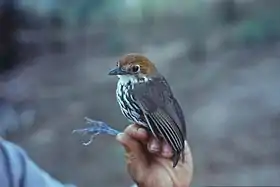 Grallaria ruficapilla