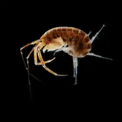 Amphipoda (Grandidierella japonica)