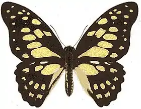 Borboleta Graphium cyrnus.